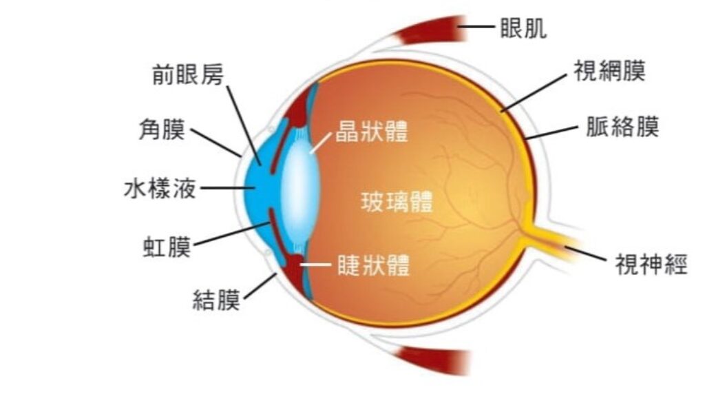 Conjunctivitis-30072025-3