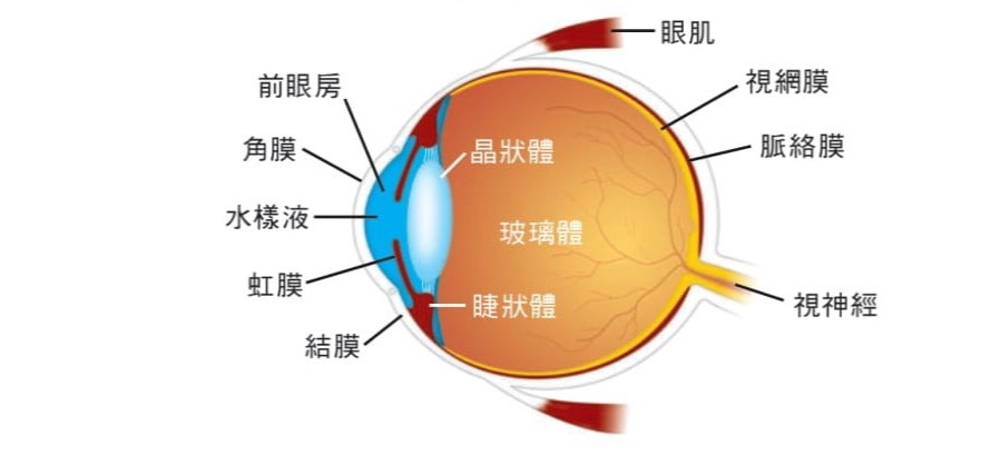 Conjunctivitis-30072025-3