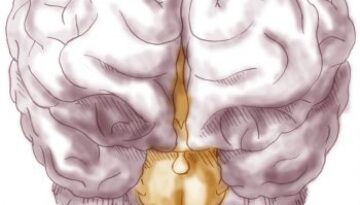 brain_front_v2