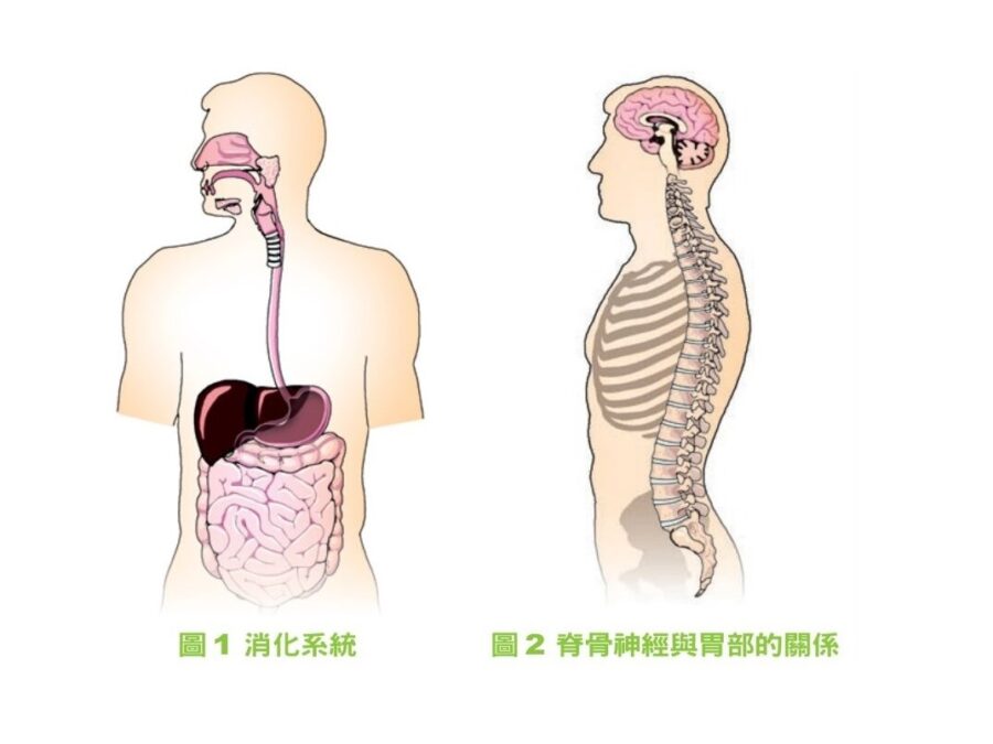 chiro-012008-1b