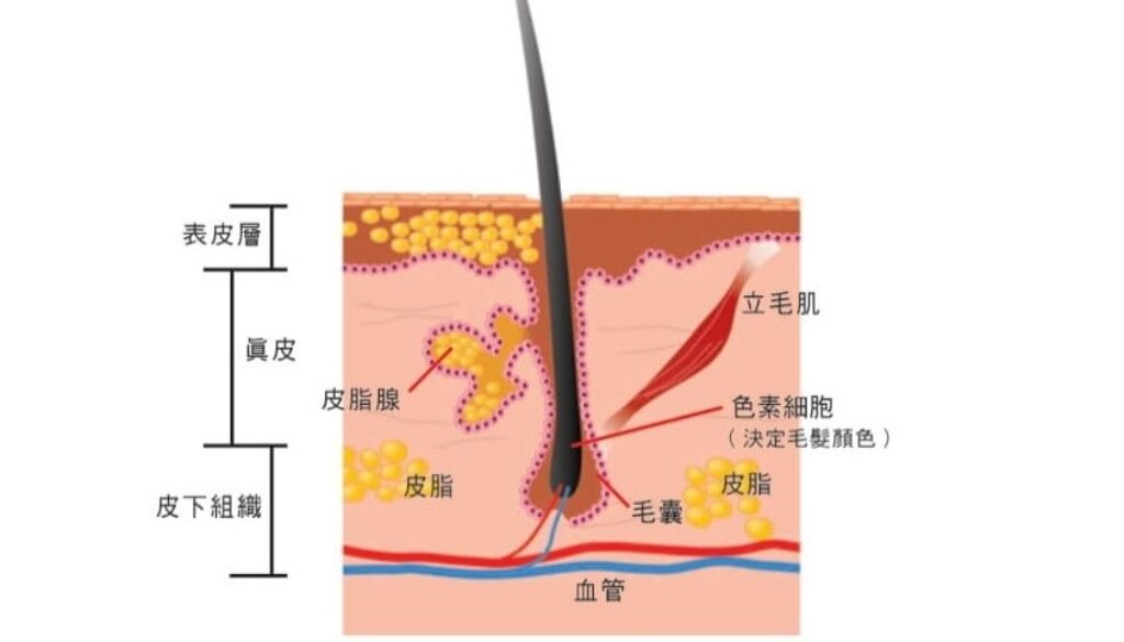 derma-17082026a