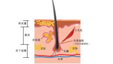 derma-17082026a