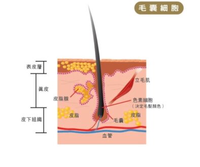 derma-17082026a