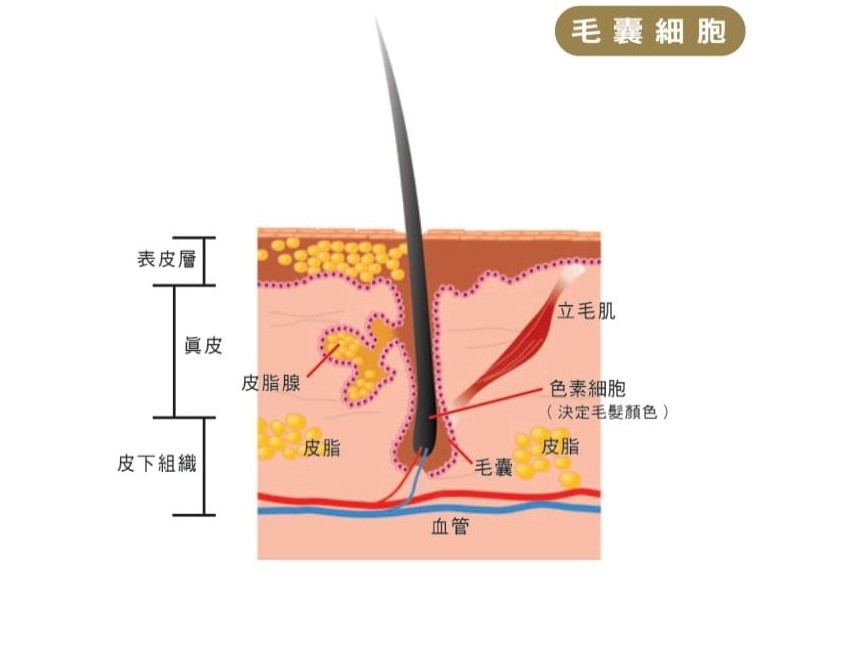 derma-17082026a