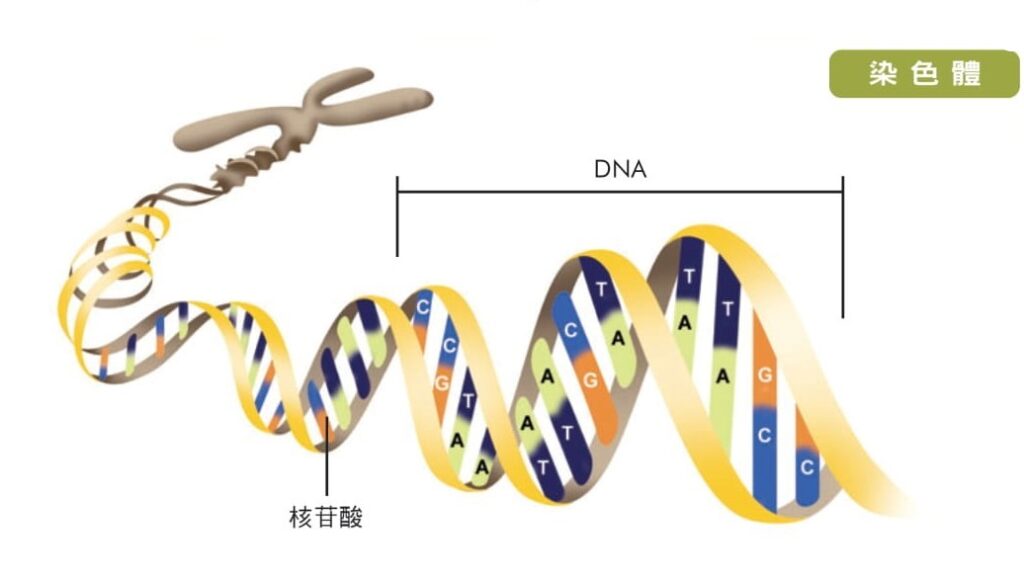 dna-082007