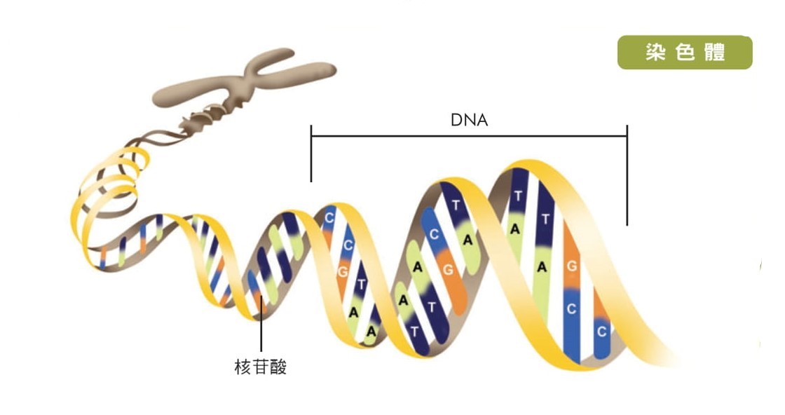 dna-082007