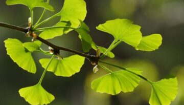ginkgo-072002