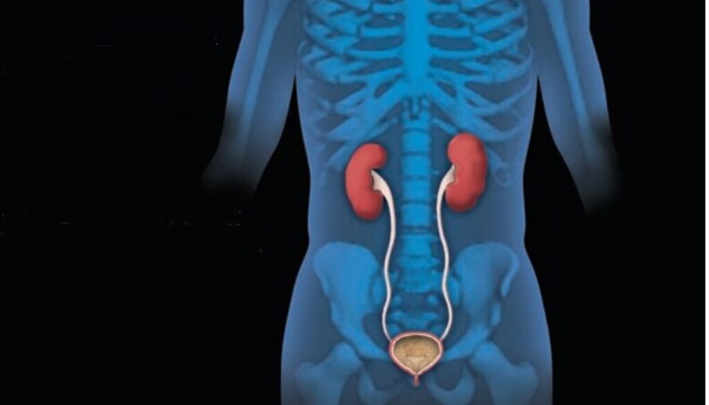 kidney-29092026