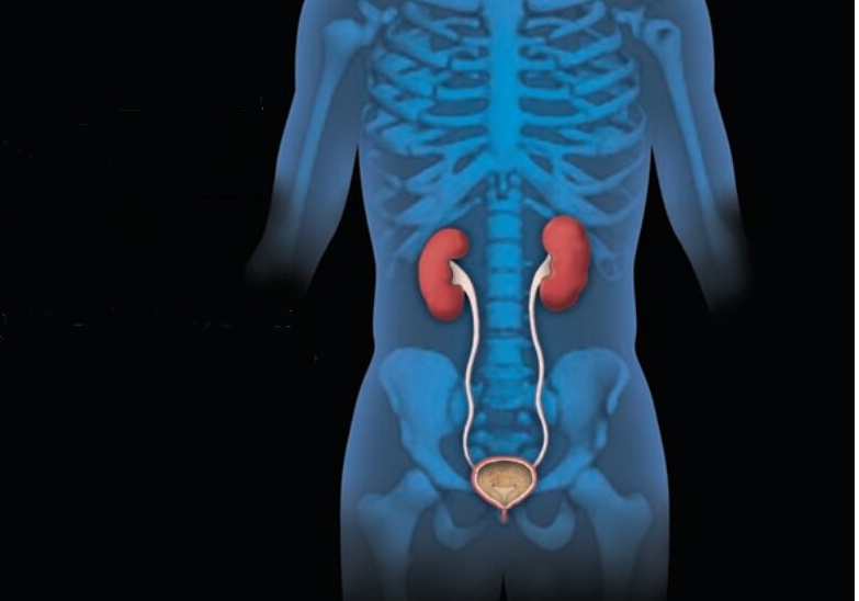 kidney-29092026