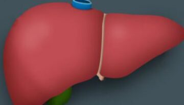 liver