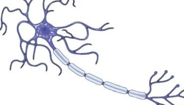 neuro-09122019 neuro-09122019