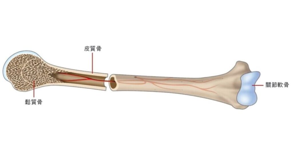 osteoporosis-122007