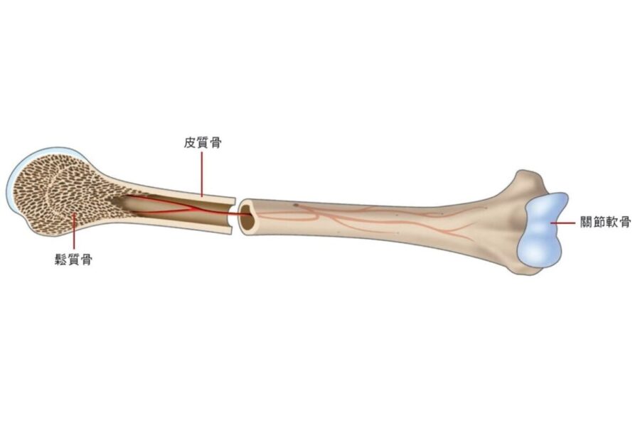 osteoporosis-122007