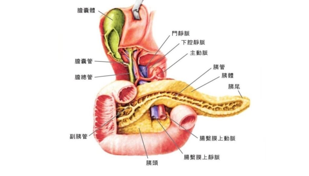 pancreas-cancer